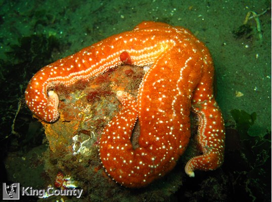 Photo of Pisaster ochraceus